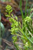 Cochlearia arctica. Верхушка побега с соплодиями. Карелия, Лоухский р-н, окр. пос. Чкаловский, Белое море, о. Чернышёв. 15.06.2013.