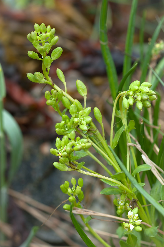 Image of Cochlearia arctica specimen.