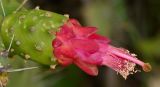 Opuntia cochenillifera