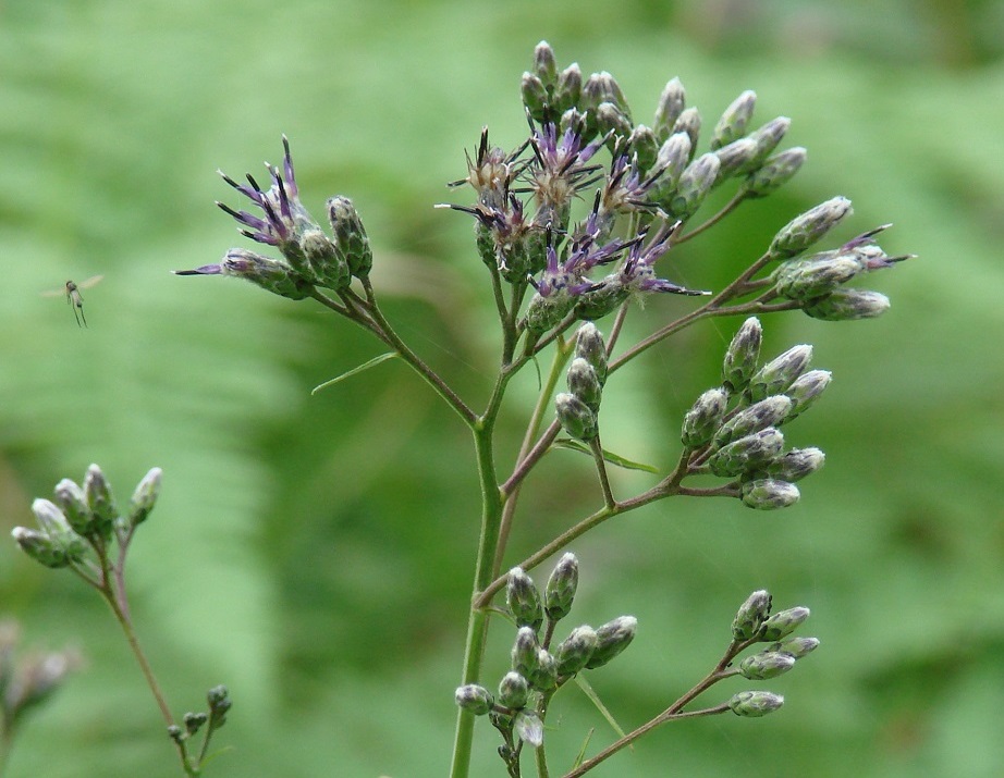 Image of Saussurea parviflora specimen.