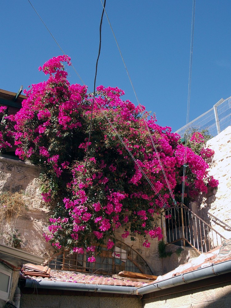 Изображение особи Bougainvillea spectabilis.