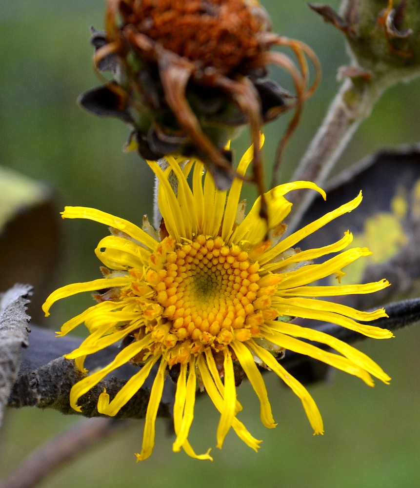 Image of Inula helenium specimen.