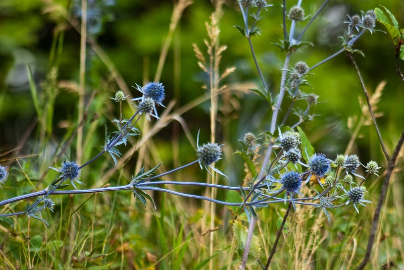 Image of Eryngium planum specimen.