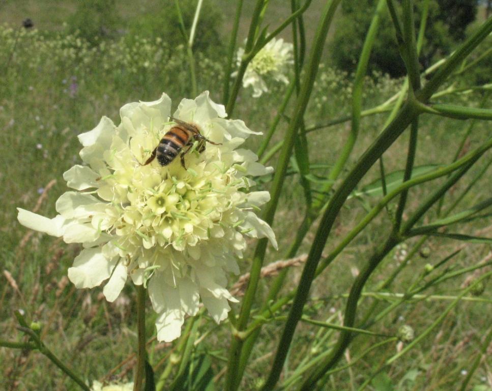 Image of Cephalaria litvinovii specimen.