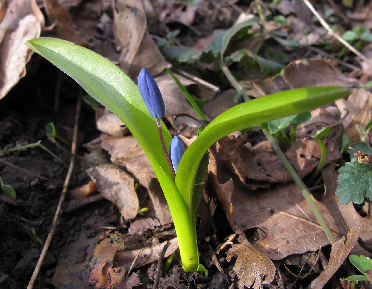 Изображение особи Scilla siberica.