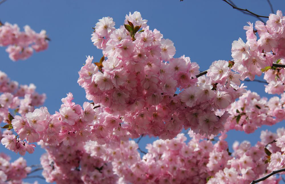 Image of Prunus serrulata specimen.