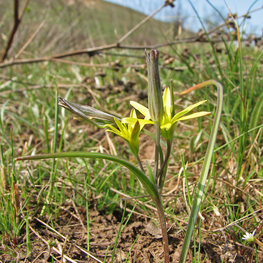 Image of genus Gagea specimen.