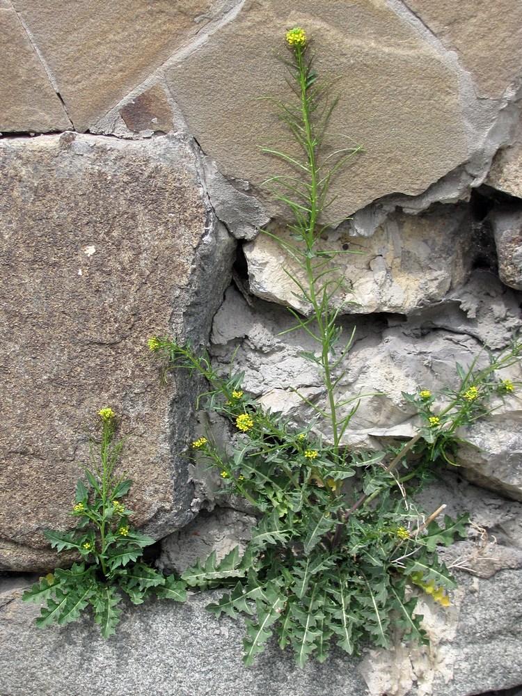 Изображение особи Sisymbrium confertum.