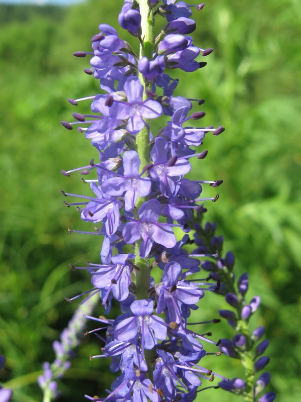 Image of Veronica longifolia specimen.