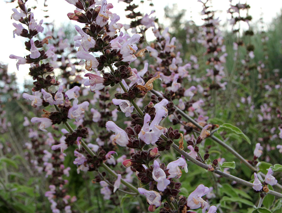 Изображение особи Salvia fruticosa.