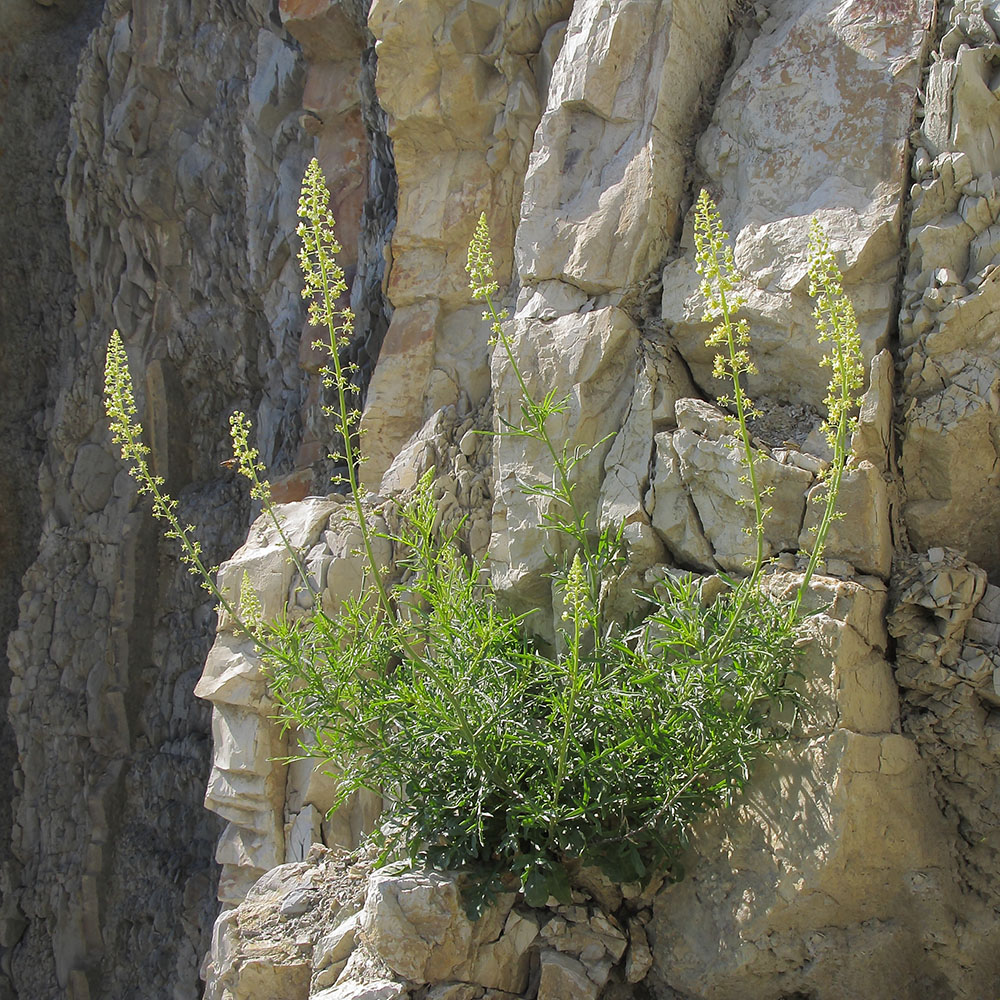 Image of Reseda lutea specimen.