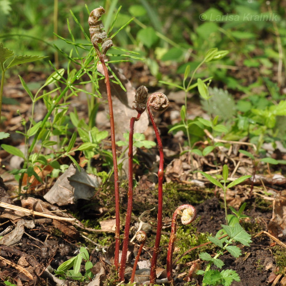 Изображение особи Onoclea sensibilis.