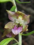 Epipactis helleborine. Цветок с муравьем внутри. Крым, окр. Феодосии, гора Эчкидаг, каменистая осыпь, среди кустарников. 7 июня 2014 г.