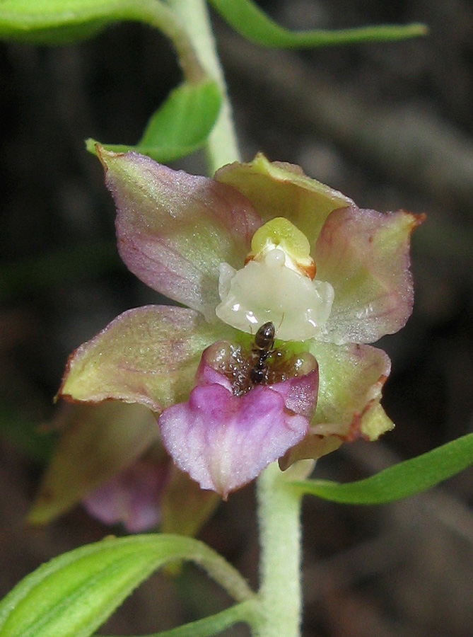 Изображение особи Epipactis helleborine.