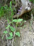 Salvia verticillata. Цветущее растение. Ставропольский край, г. Кисловодск, парк, хорошо освещённый склон горы, высота около 1100 м н.у.м. (43°53′39,53″ с.ш., 42°45′36,12″ в.д.). 30.05.2014.