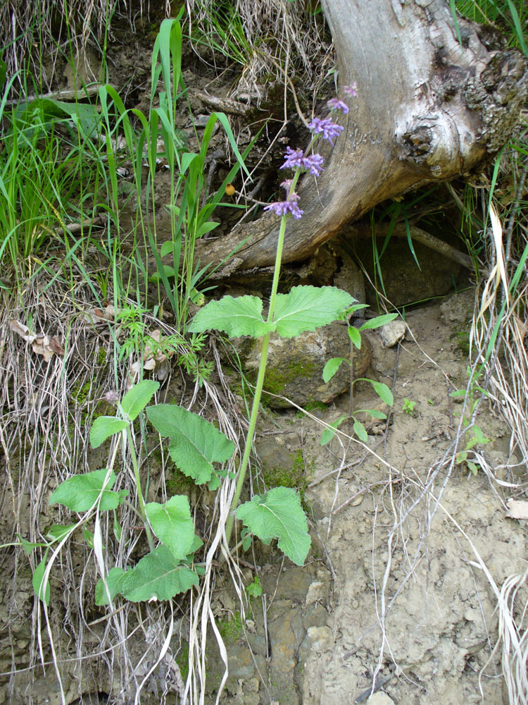 Изображение особи Salvia verticillata.