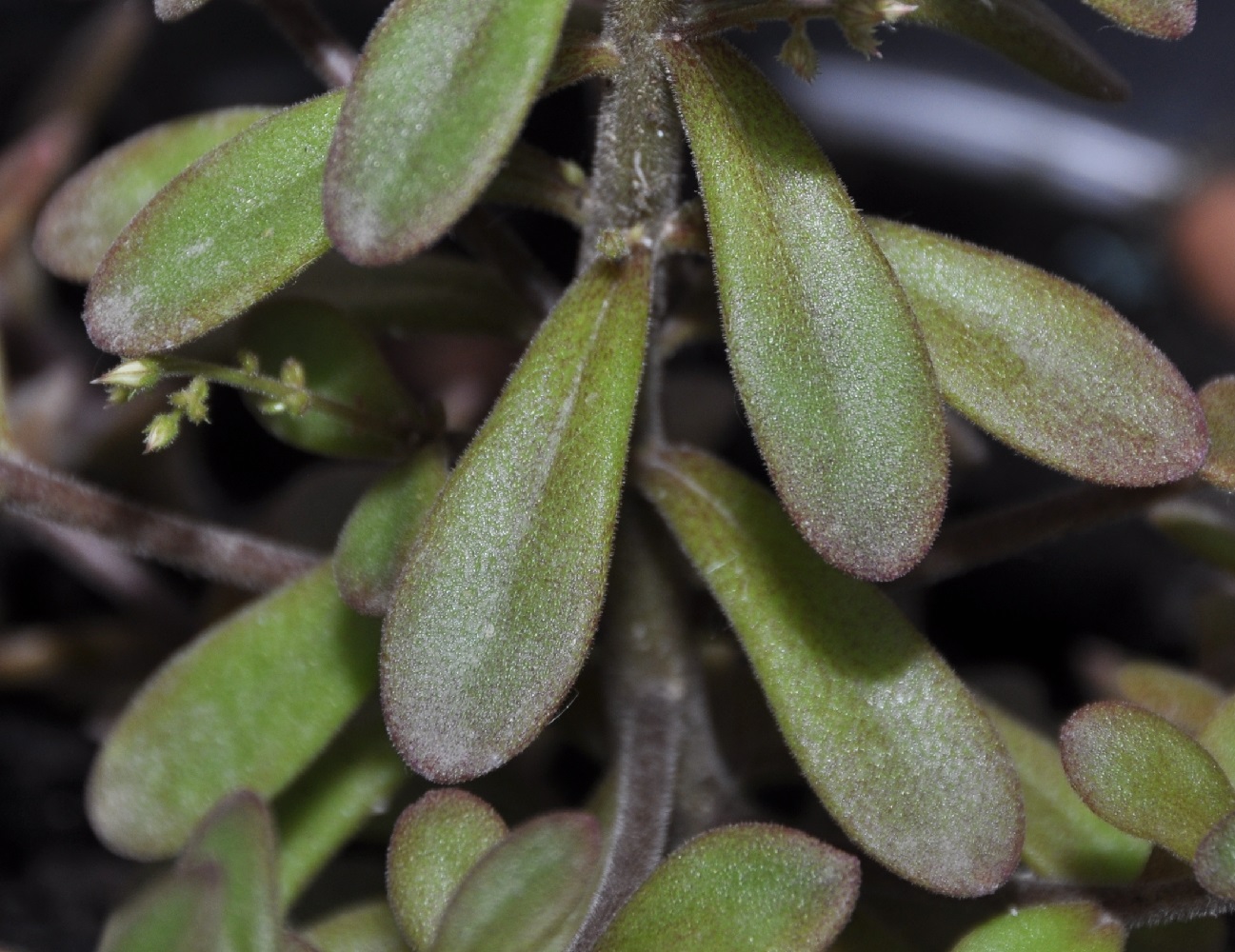 Image of Sedum cepaea specimen.