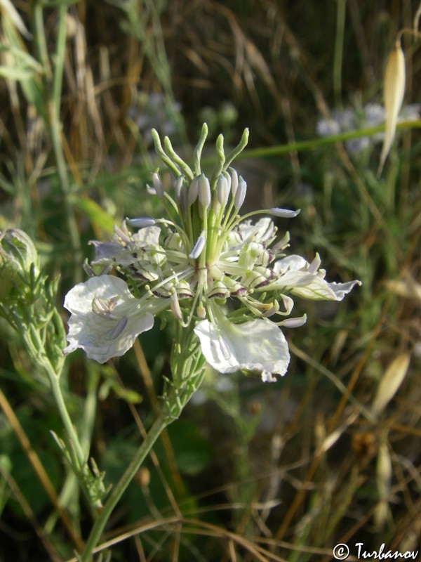 Image of Nigella arvensis specimen.