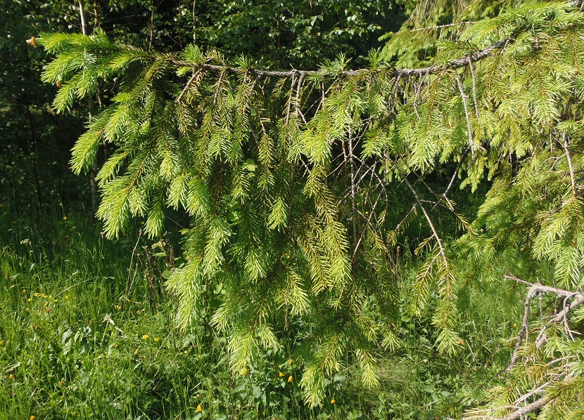 Image of Picea abies specimen.