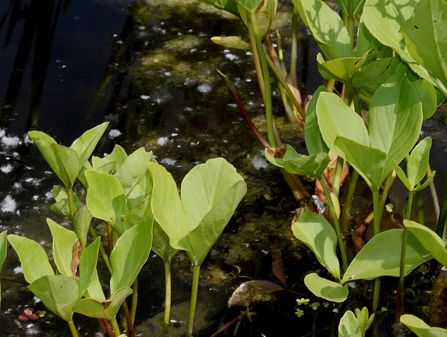 Image of Menyanthes trifoliata specimen.