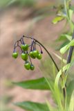 Solanum dulcamara. Соплодие с незрелыми плодами. Ленинградская обл., Волосовский р-н, окр. дер. Малый Сабск, берег р. Луга. 29.06.2014.