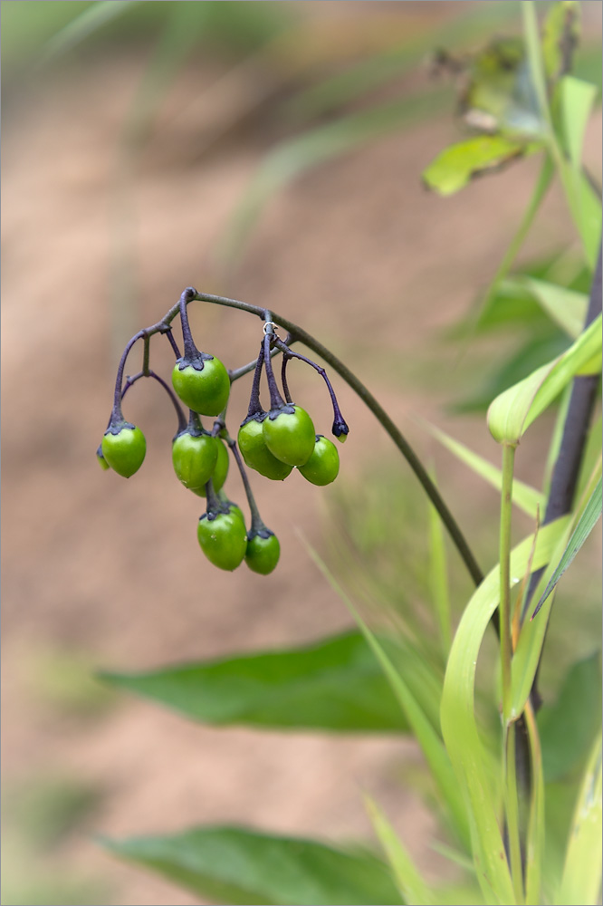 Изображение особи Solanum dulcamara.