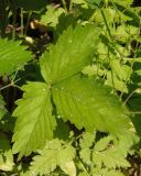 Fragaria vesca
