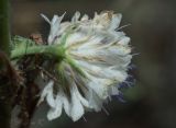 Cephalaria transsylvanica. Тыльная сторона соцветия. Молдова, Криулянский р-н, окрестности с. Слободзея-Дужка, пойма р. Днестр. 13.07.2014.