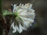 Cephalaria transsylvanica