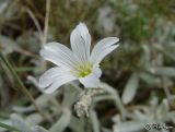 Cerastium biebersteinii