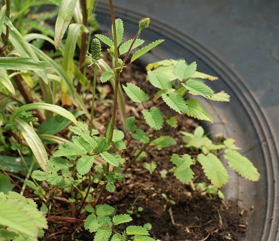 Изображение особи Sanguisorba stipulata.