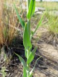 Linaria genistifolia. Средняя часть побега. Алтайский край, Угловский р-н, окр. с. Угловское, гарь. 04.07.2014.