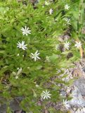 Stellaria crassifolia. Цветущее растение. Кольский п-ов, Восточный Мурман, пос. Дальние Зеленцы. 21.07.2009.