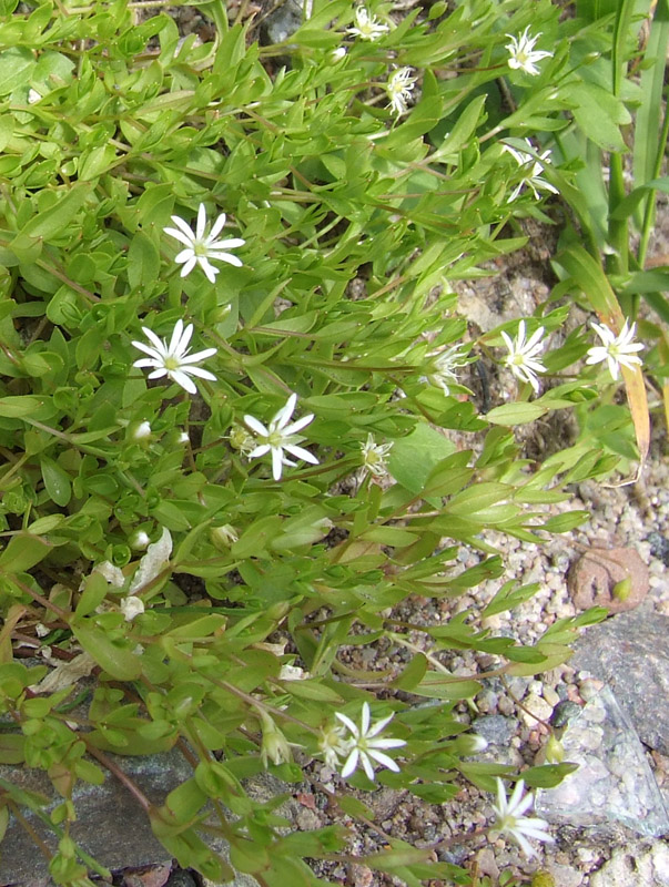 Image of Stellaria crassifolia specimen.