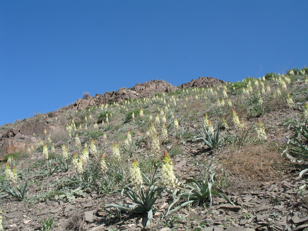 Image of Eremurus lactiflorus specimen.