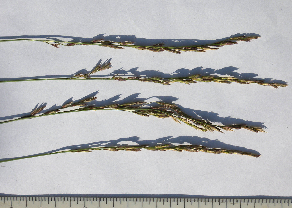 Image of Festuca regeliana specimen.