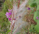 Chamaenerion angustifolium