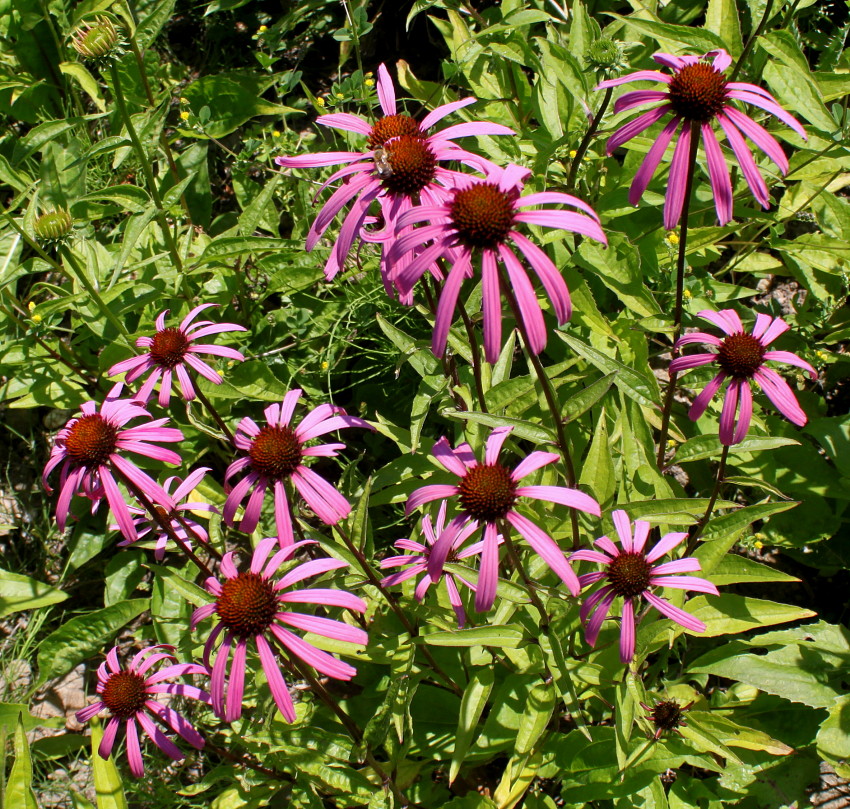 Image of Echinacea purpurea specimen.