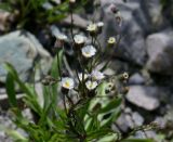 род Erigeron