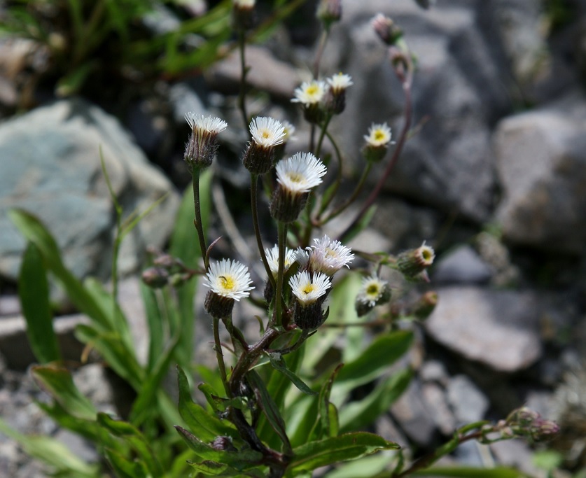 Image of genus Erigeron specimen.