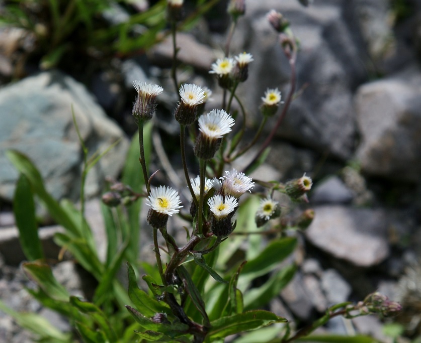 Изображение особи род Erigeron.