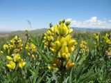 Thermopsis turkestanica