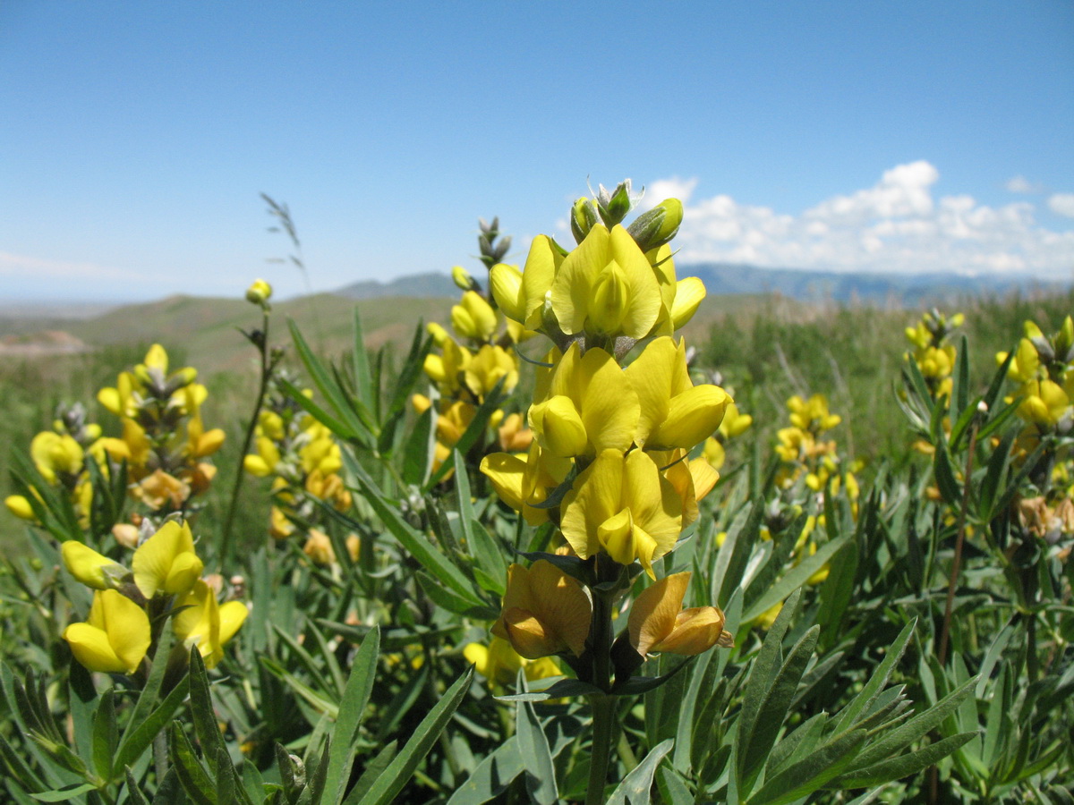 Image of Thermopsis turkestanica specimen.