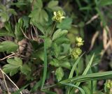Adoxa moschatellina. Верхушка цветущего растения. Московская обл., Раменский р-н, окр. ж.-д. платформы Хрипань, смешанный лес. 27.04.2014.