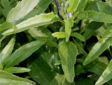 Salvia farinacea