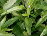 Salvia farinacea. Средняя часть побега. Германия, г. Крефельд, Ботанический сад. 06.09.2014.