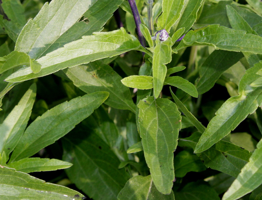 Изображение особи Salvia farinacea.