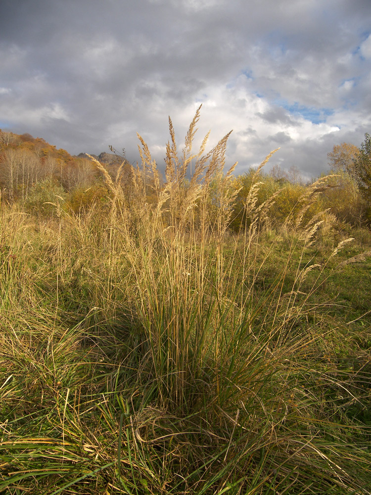 Изображение особи Calamagrostis epigeios.