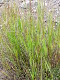 Elymus mutabilis