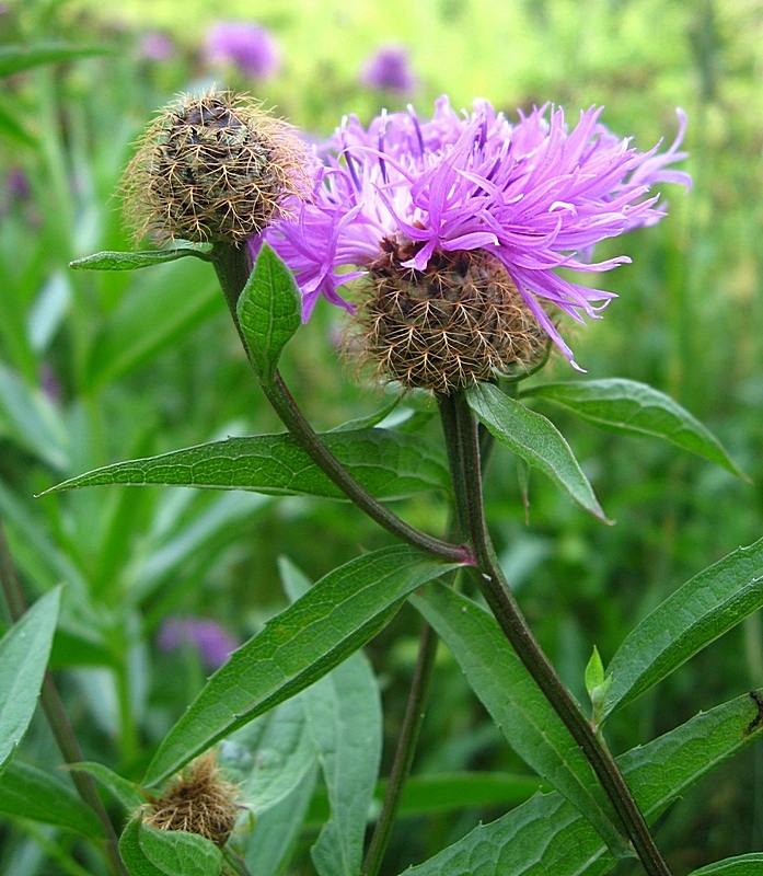 Image of Centaurea pseudophrygia specimen.